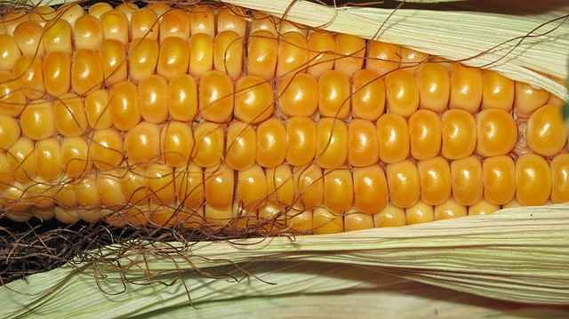 КБР значительно увеличит производство семян кукурузы