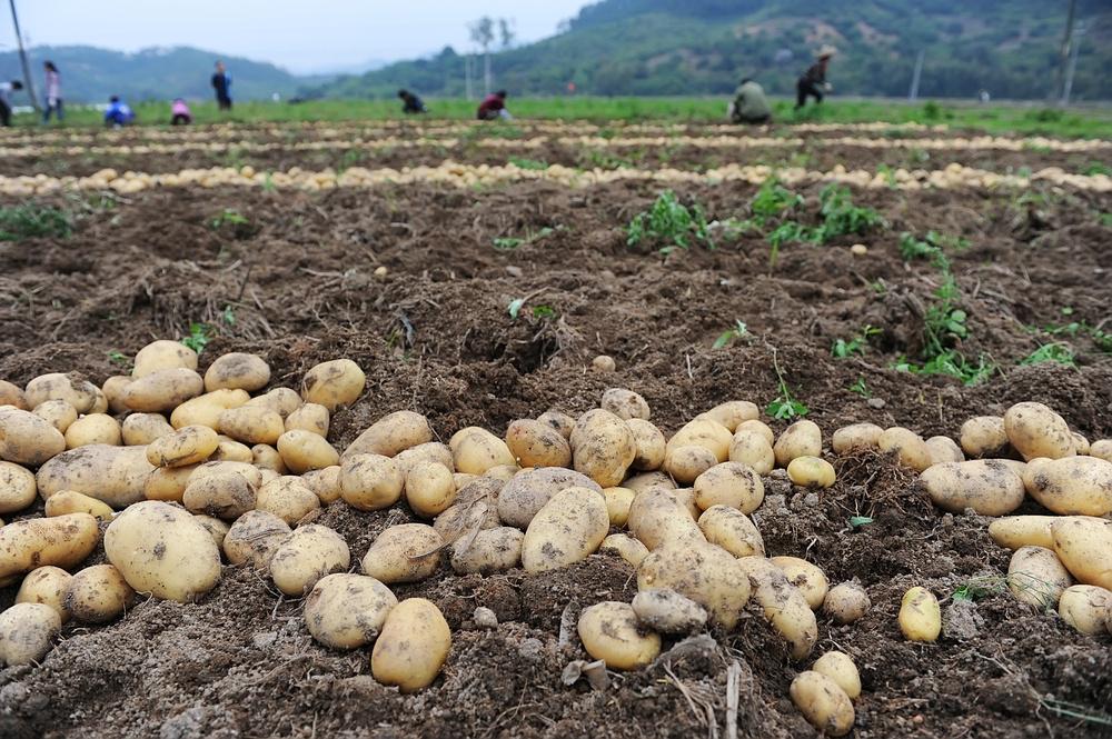 В КБР начался сбор картофеля