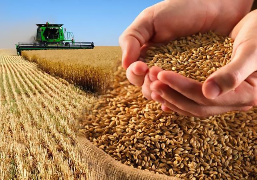 Кабардино-Балкария в 2020 году увеличила урожай зерновых на 5%