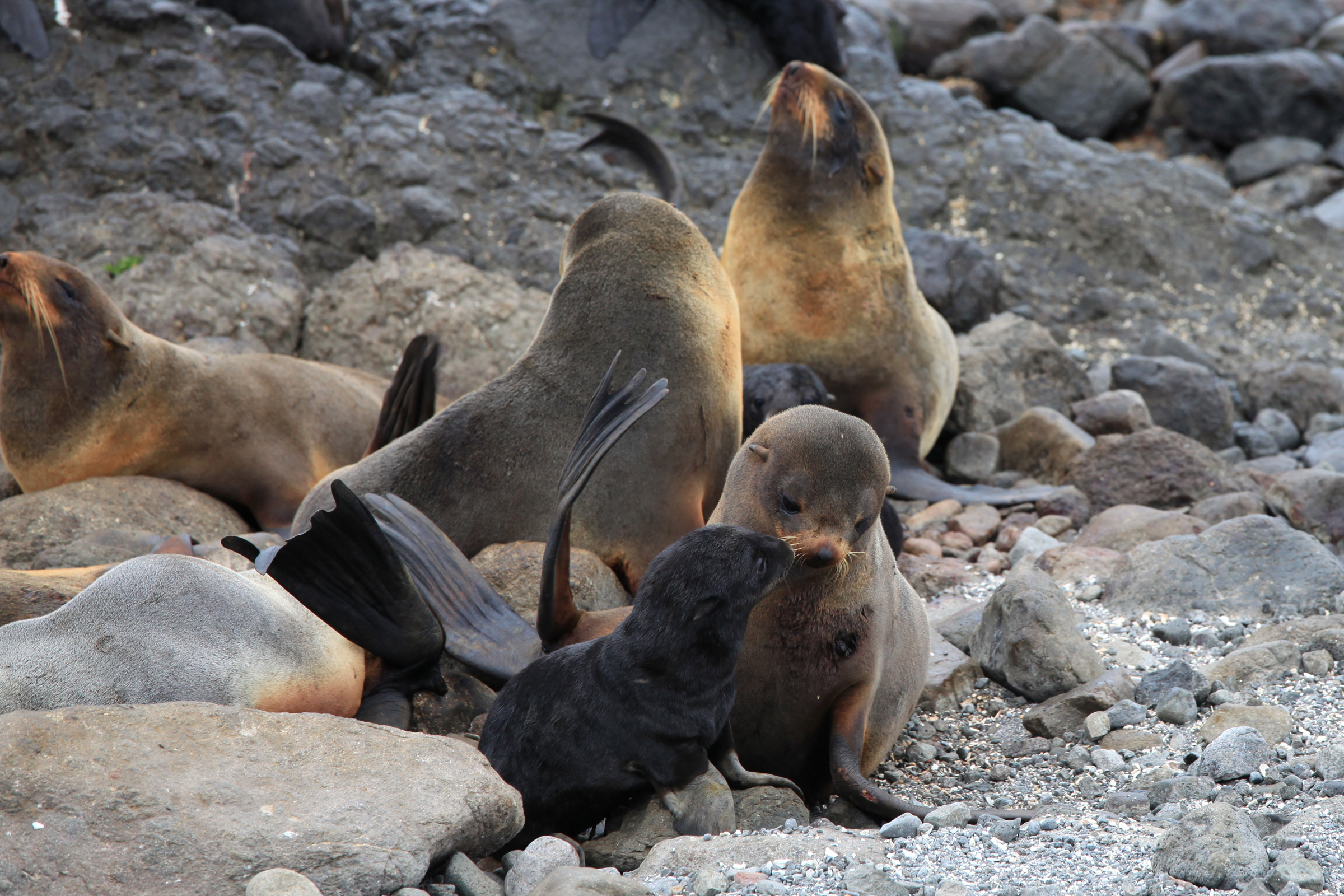 Морские млекопитающие не пострадали от токсичных водорослей на Камчатке