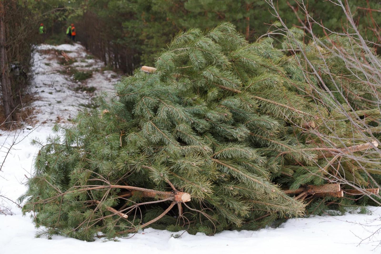 Администрация Нальчика призывает не выбрасывать елки