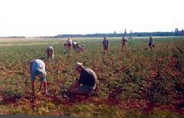 В КБР порой нарушается закон о семеноводстве - Россельхознадзор