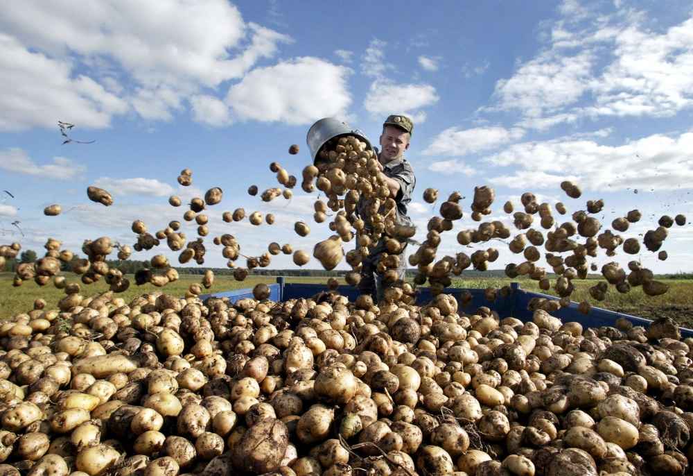 Российская армия не дождалась картошки из КБР