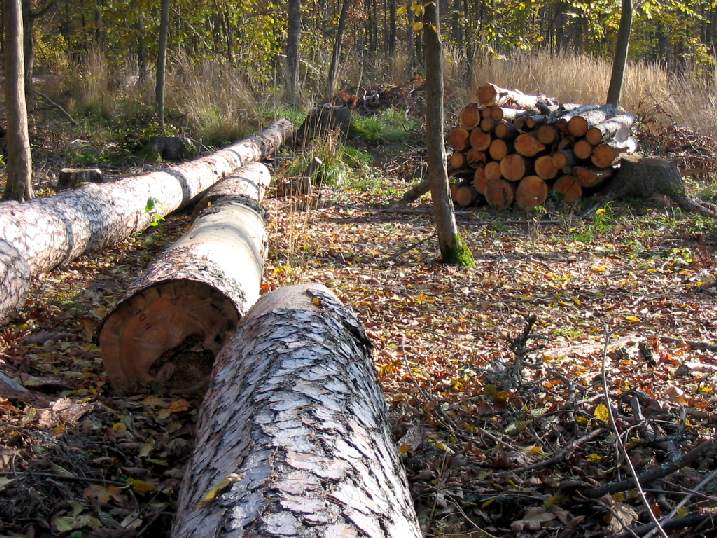  Прокуратура Кабардино-Балкарской Республики выявила факт незаконной рубки леса  