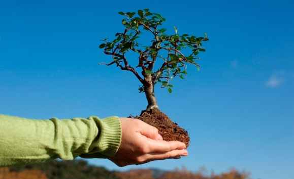 9 ноября в Нальчике каждый может посадить дерево