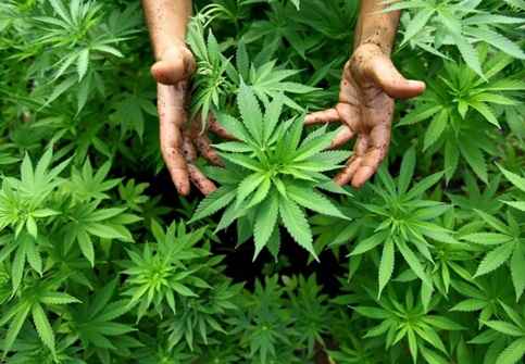 Шесть заготовителей марихуаны задержаны в Кабардино-Балкарии