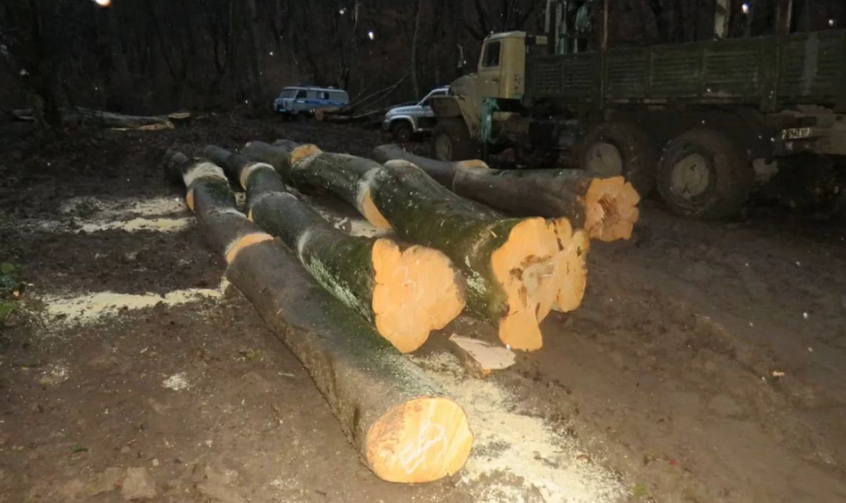 В КБР выявлен факт незаконной рубки леса