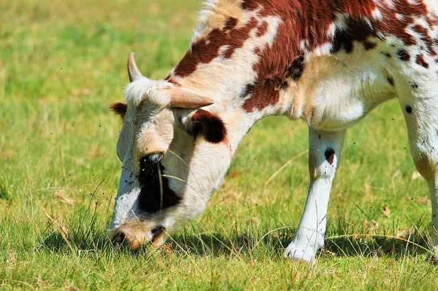 В КБР весь скот провакцинирован от нодулярного дерматита