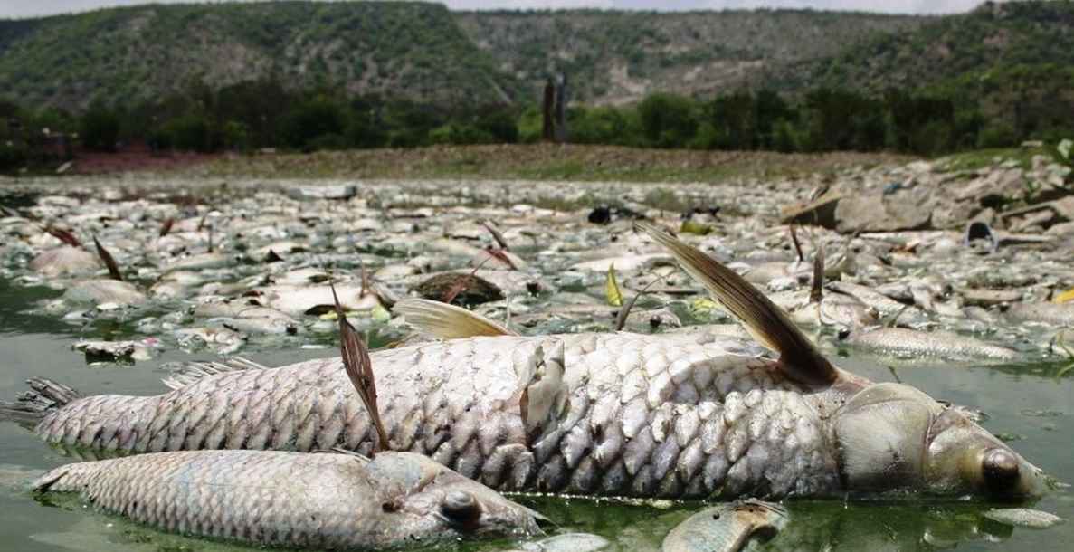 В Кабардино-Балкарии усилен контроль за рыбной продукцией