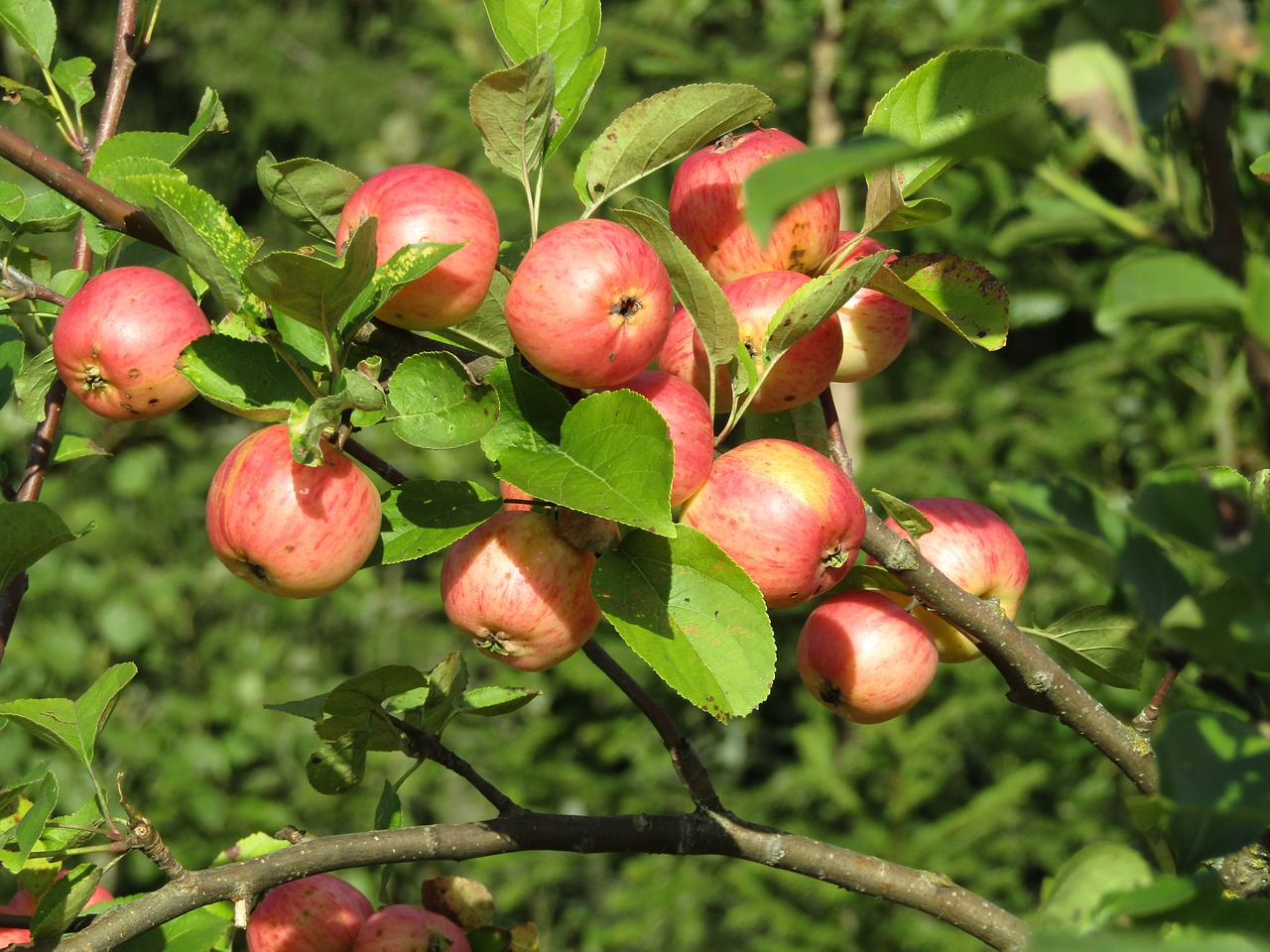 В КБР создается яблоневый сад и плодохранилище на более чем 6 тысяч тонн