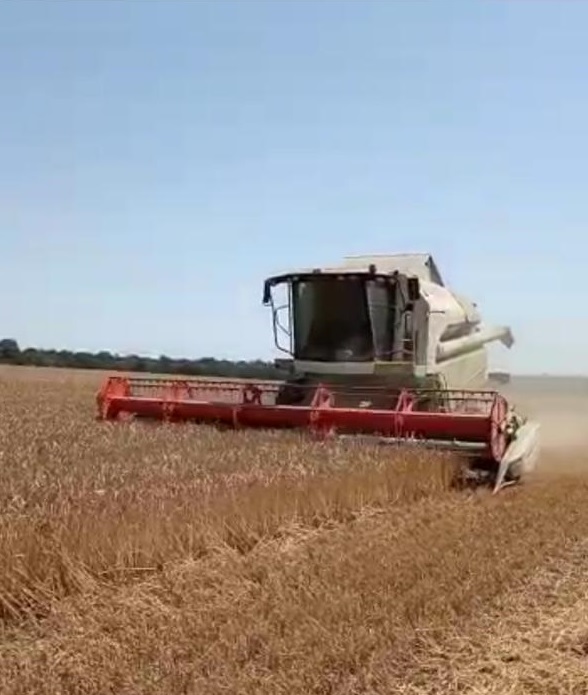 Урожайность зерновых в КБР выше прошлогодней