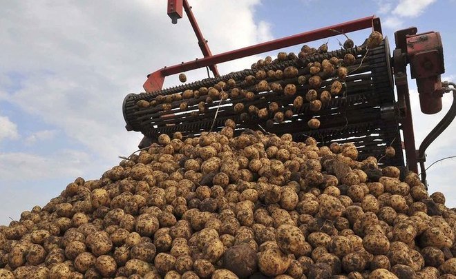 В Черекском районе собирают картофель