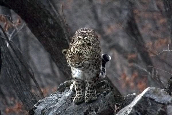 На Северном Кавказе не хватает леопардов