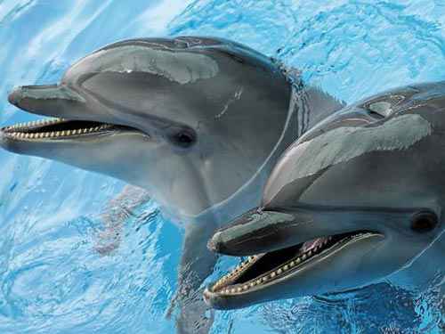 Маленькие пациенты посетят кисловодский дельфинарий