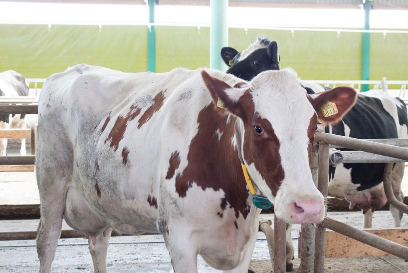 В КБР на роботизированной ферме надои молока увеличились вдвое