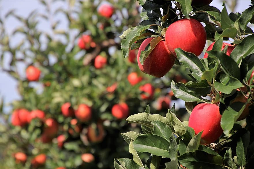 В КБР производство плодово-ягодной продукции увеличилось в 4 раза