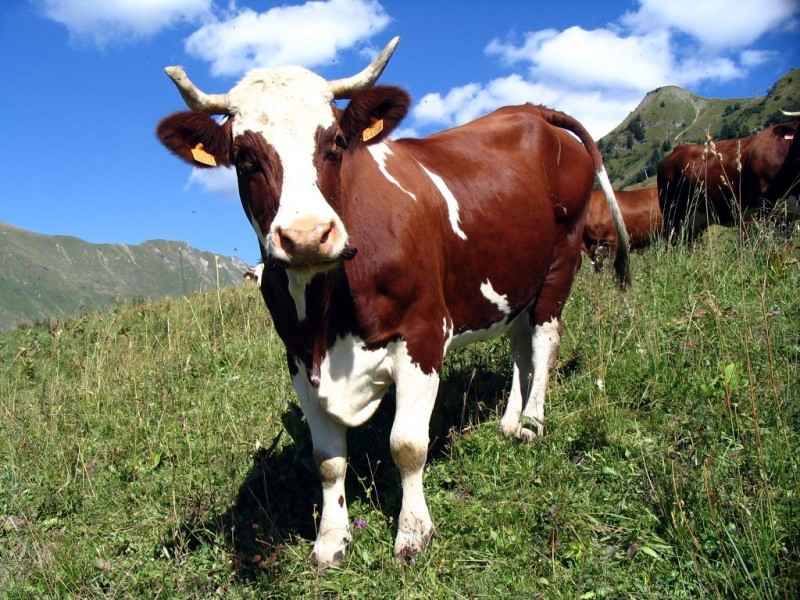 В Яникое серийно крадут коров