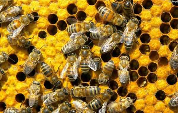 В Нальчике соберутся лучшие пчеловоды России и Абхазии