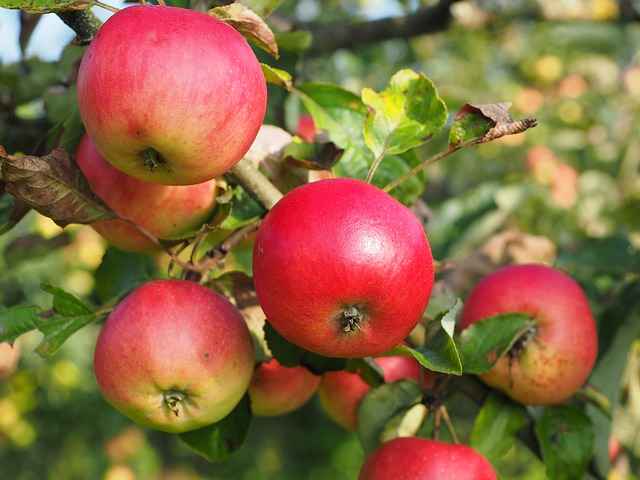 Российские регионы получат 60 000 тонн яблок из КБР