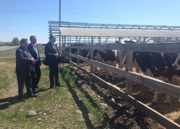 В Кабардино-Балкарию прибыли 200 голштинских коров 