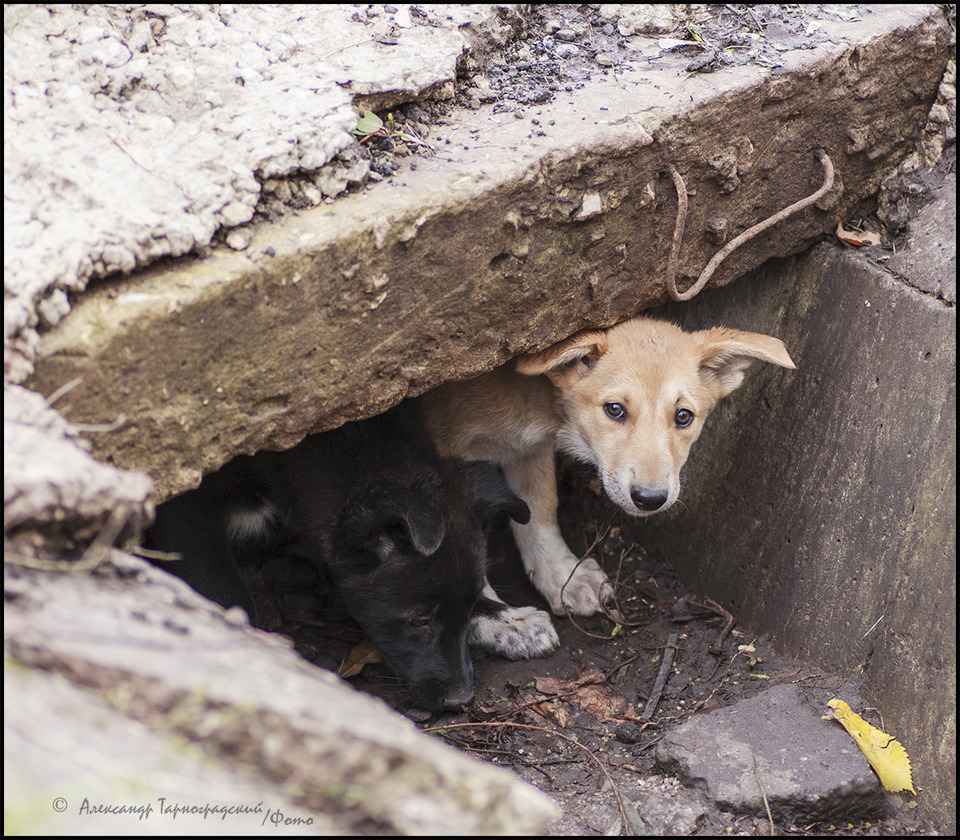В Нальчике появится приют для бездомных собак