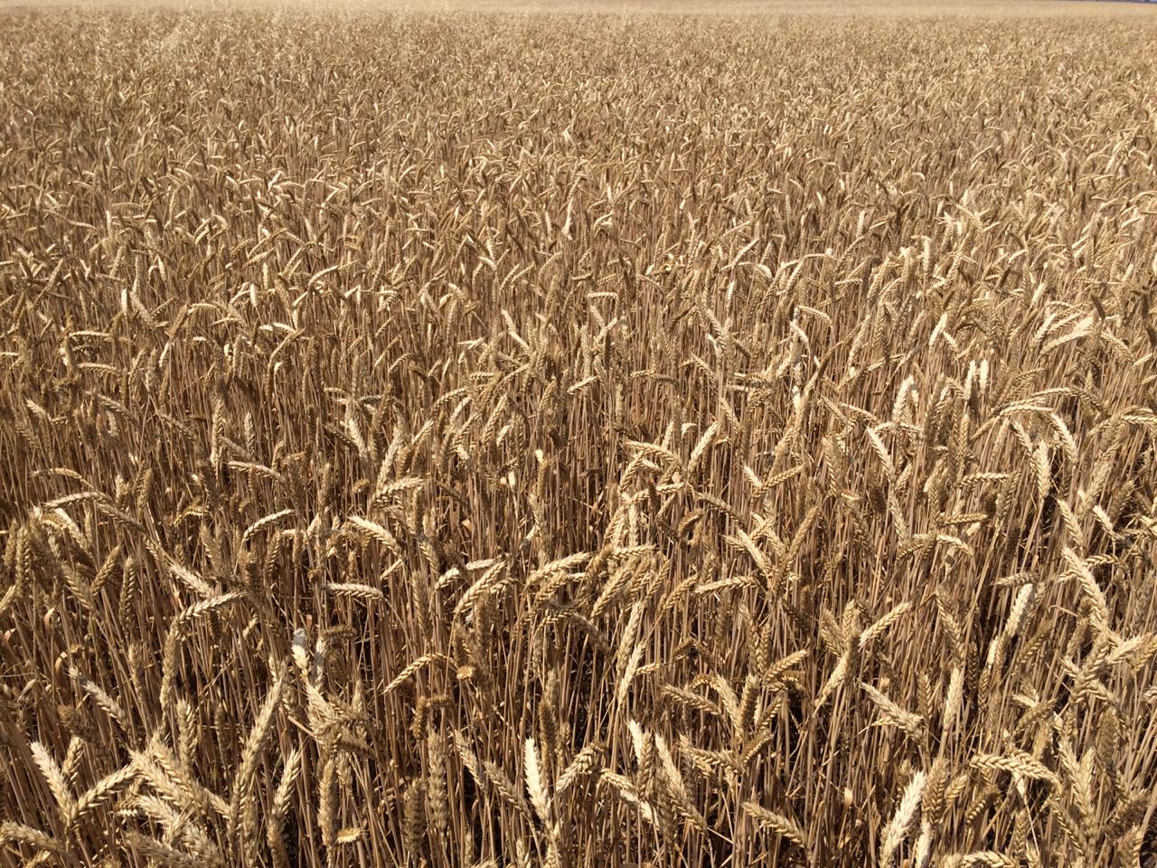 В Кабардино-Балкарии зерновые убраны с площади свыше 45 тыс. га