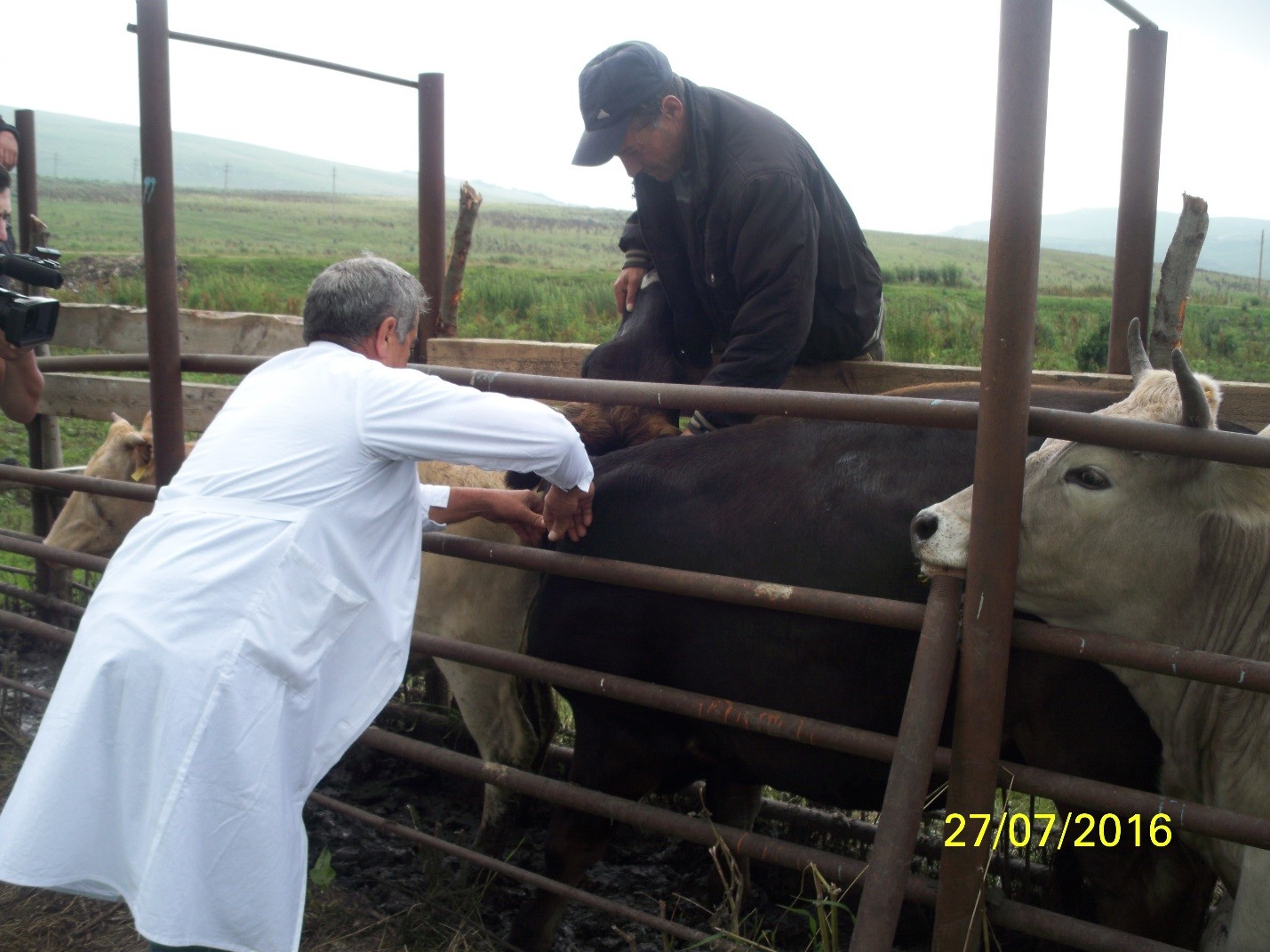 В Кабардино-Балкарии приступили к ревакцинации крупного рогатого скота