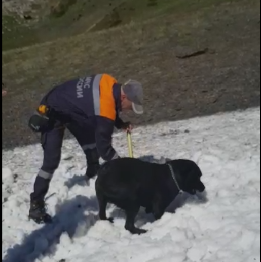 Собаки помогают спасателям