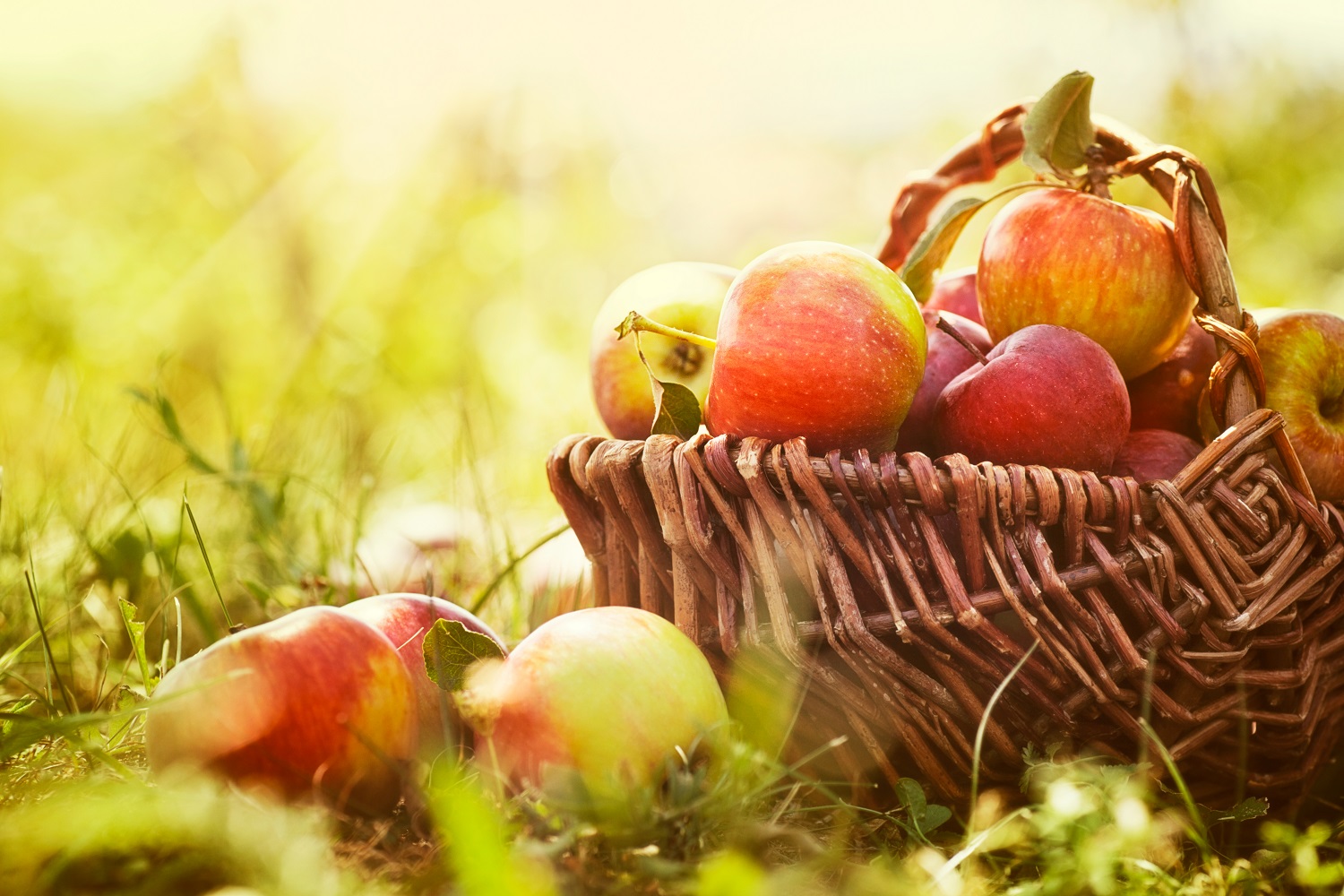 В Кабардино-Балкарии идёт сбор летних сортов яблок и груш