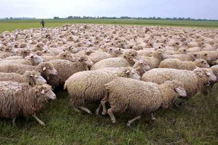 Кабардино-Балкария везет племенных овец в Элисту 