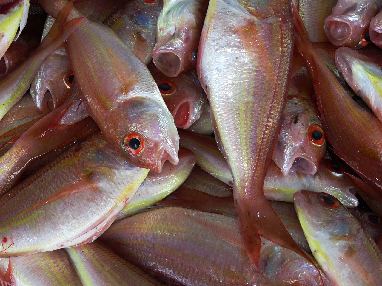 В Кабардино-Балкарии проверяют рыбу