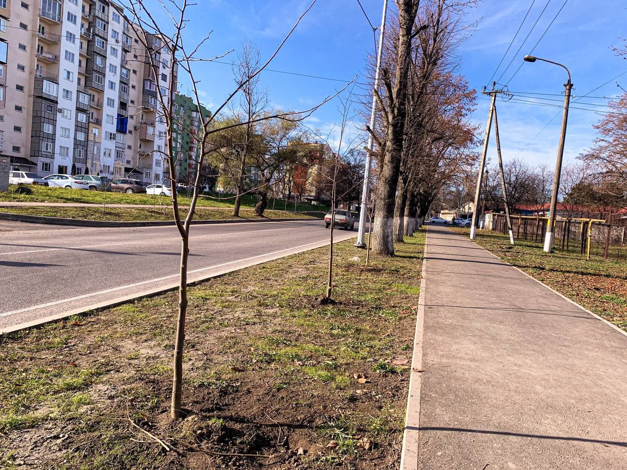 На улице Профсоюзной высадили 280 деревьев 