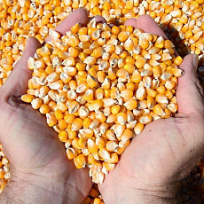 Кабардино-Балкария начала экспортировать кукурузный крахмал в Республику Гану    
