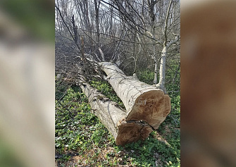 Работник лесничества задержан за незаконную рубку деревьев