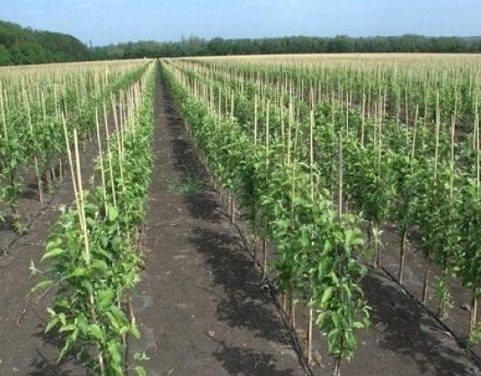 Кабардино-Балкария – российский лидер по сбору плодов и ягод