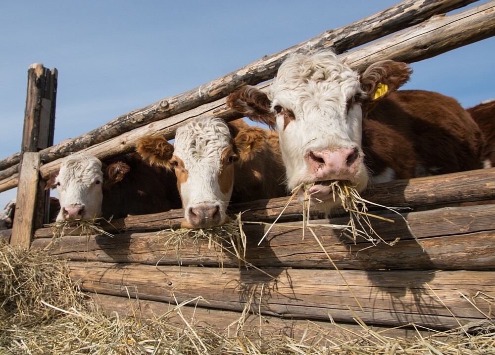 Зимовка скота в Кабардино-Балкарии проходит в штатном режиме