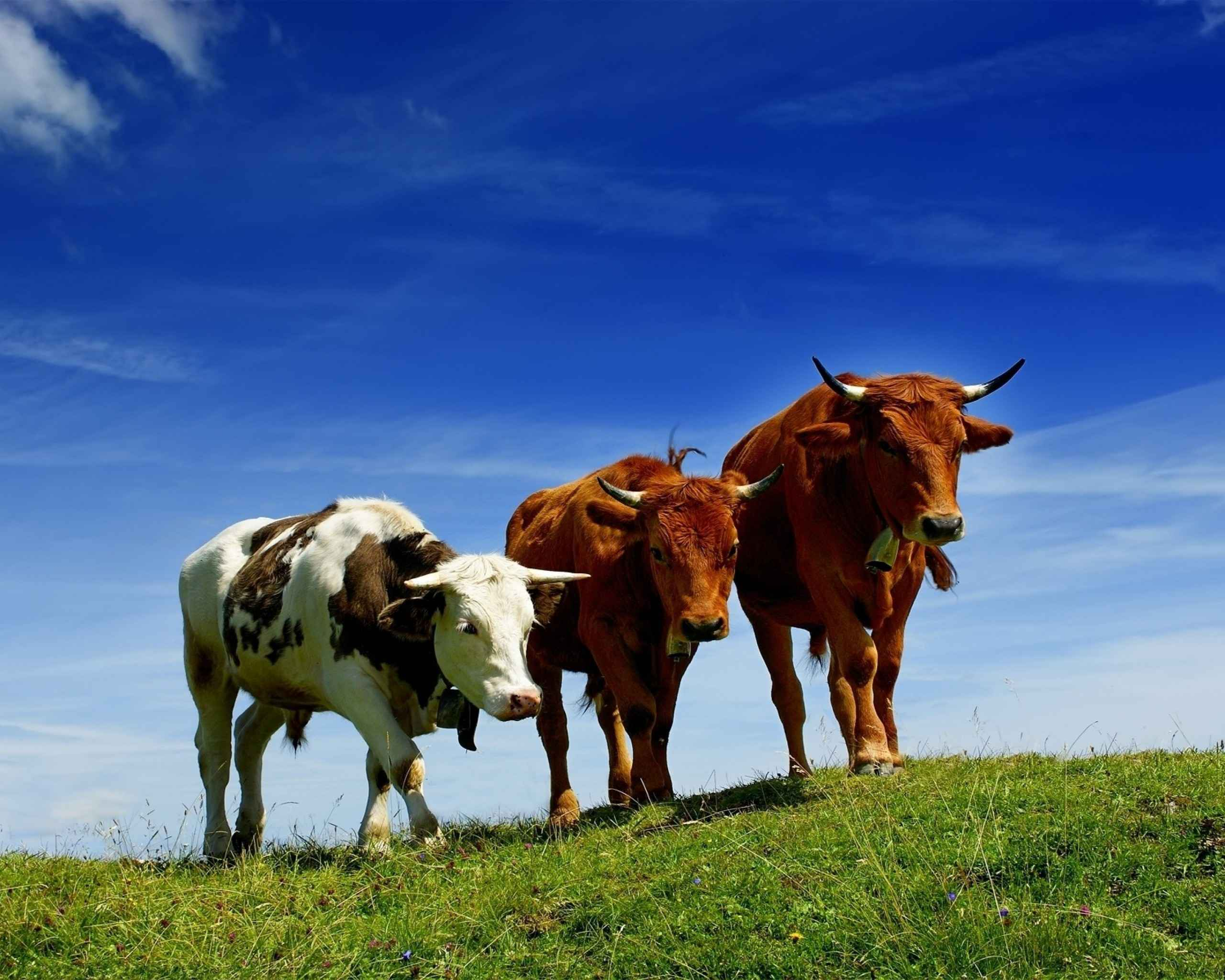 Более 1800 субсидий выдано фермерам КБР за год