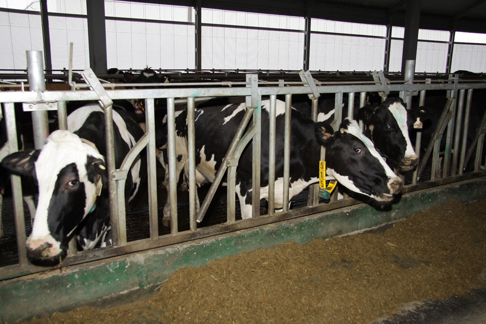 В КБР для сельхозживотных  создана полноценная кормовая база