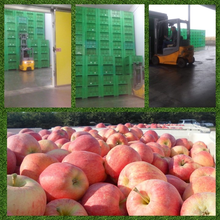 В Баксанском районе началась уборка яблок интенсивных садов
