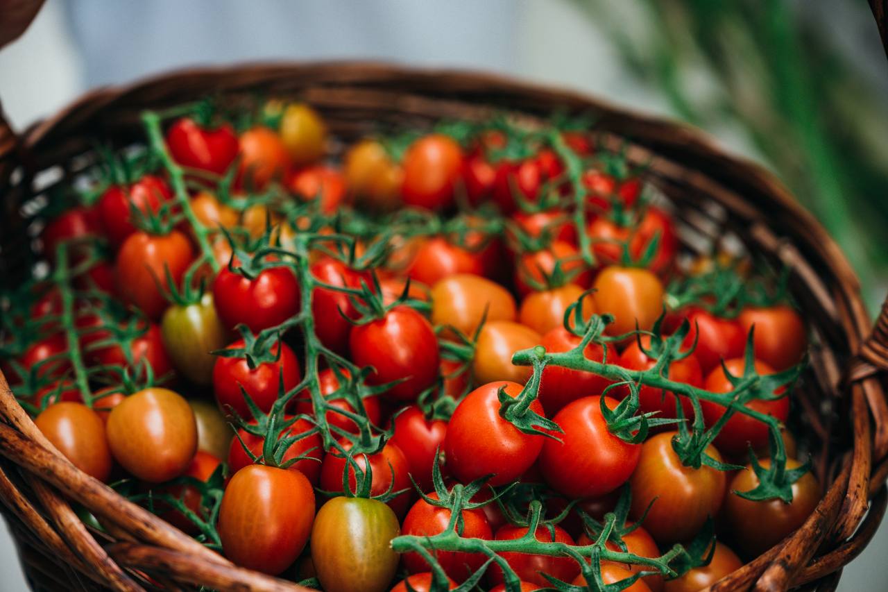 «ЭКО-культура» усиливает инвестиции в тепличный кластер СКФО