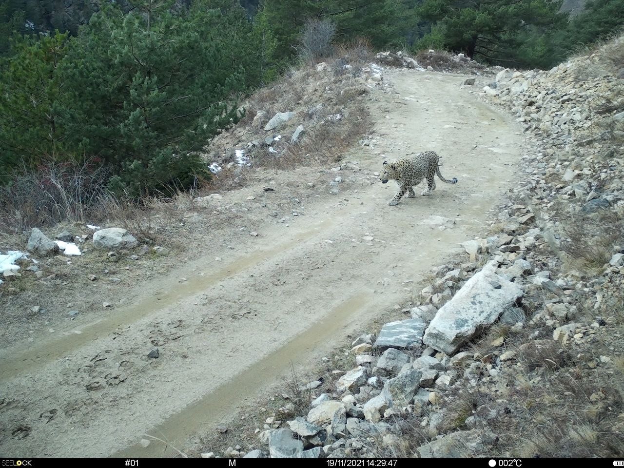 Установлена «личность» обнаруженного в Кабардино-Балкарии переднеазиатского леопарда