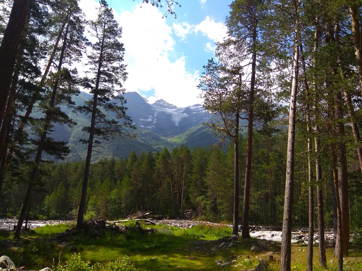 Житель Нальчика повалил 21 сосну в Терсколе