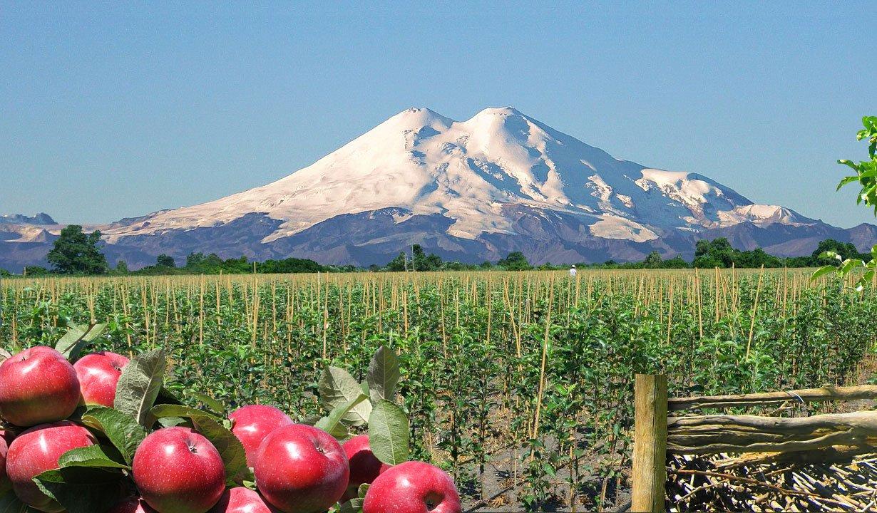 В России расширяются площади интенсивных садов  