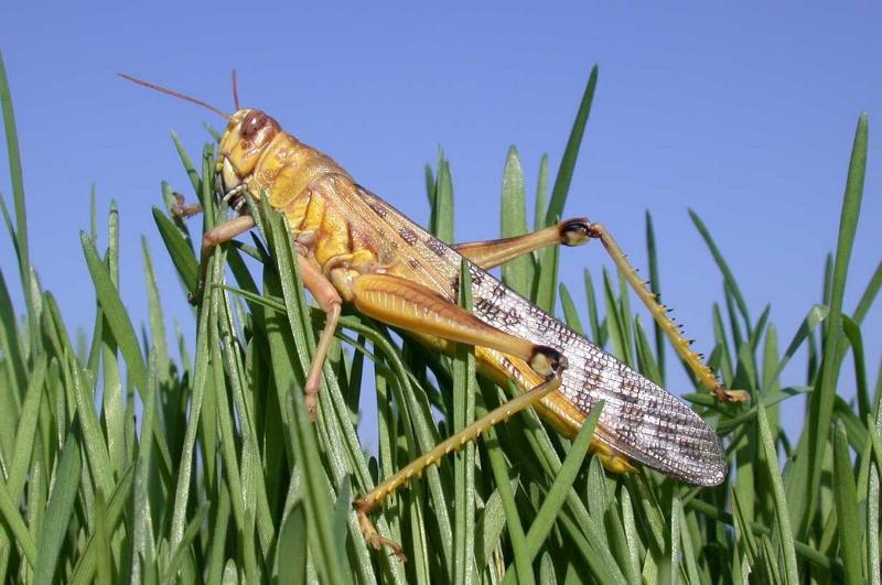 В Кабардино-Балкарии на борьбу с саранчой выделено два миллиона рублей