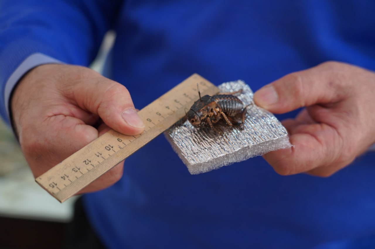 Ученые КБГУ нашли «потерянный» на 100 лет вид кузнечика  