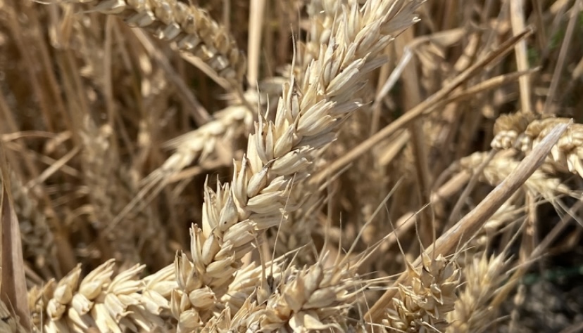 В Кабардино-Балкарии завершилась уборка зерновых колосовых