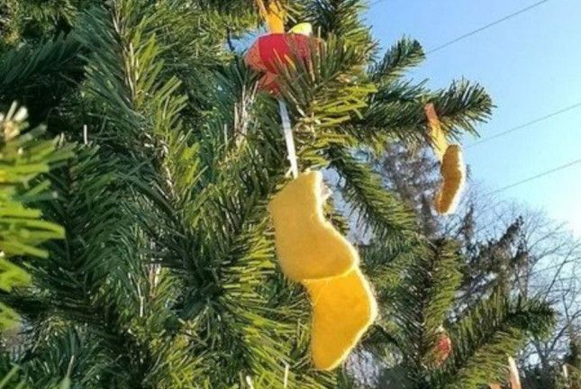 Новогодние елки из Нальчика признаны одними из лучших в стране  