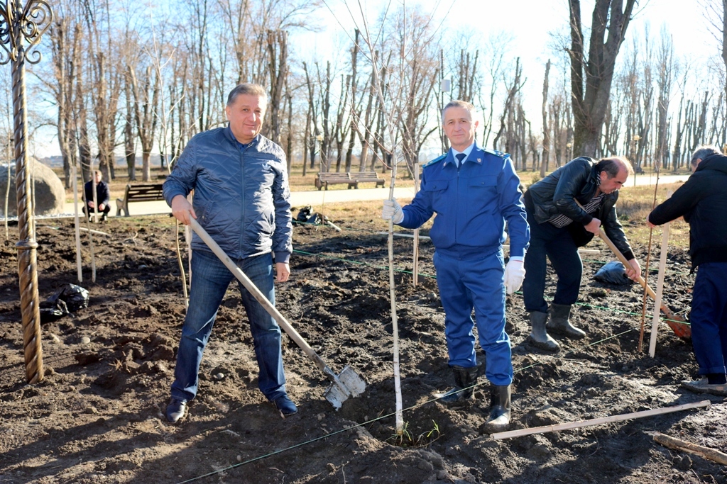 В парке Терека появилась березовая аллея 