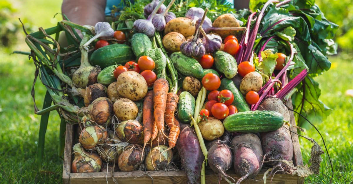 Аграрии Кабардино-Балкарии собирают рекордный урожай овощей