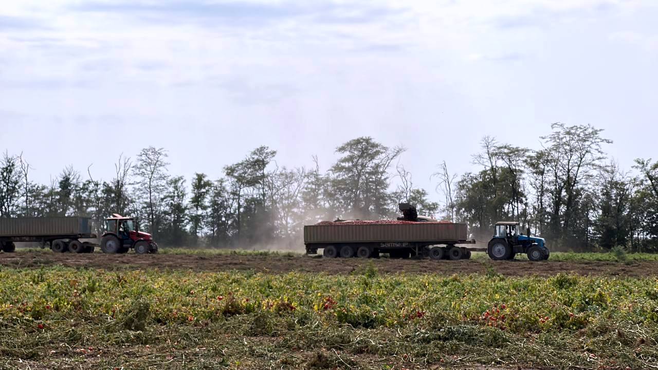 В Прохладненском районе идет сбор урожая томатов 